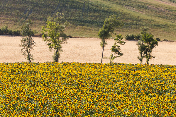 Toskana - Landschaften - Sonnenblumenfelder